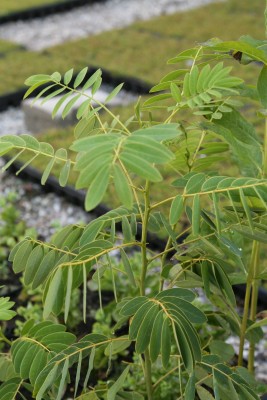 Bild von Cassia hebecarpa