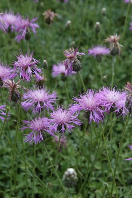 Bild von Centaurea bella