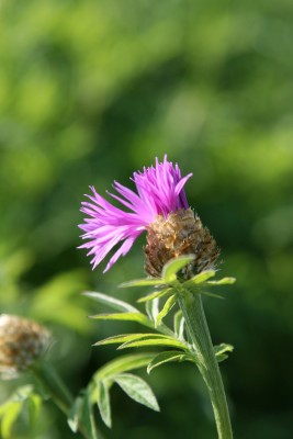 Bild von Centaurea dealbata