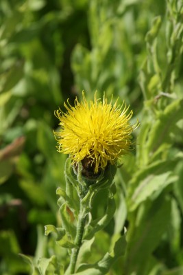 Bild von Centaurea macrocephala