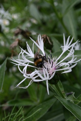 Bild von Centaurea montana Alba