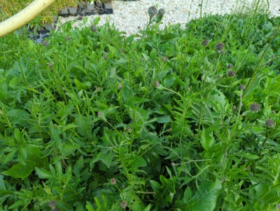 Bild von Centaurea scabiosa