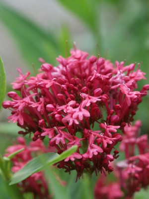 Bild von Centranthus ruber Coccineus