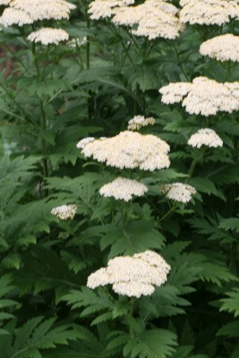 Bild von Chrysanthemum macrophyllum