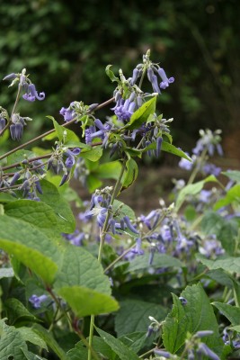 Bild von Clematis heracleifolia Cote d