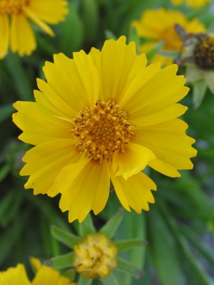 Bild von Coreopsis lanceolata Goldfink