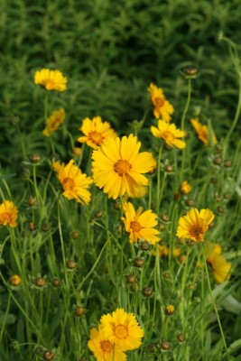 Bild von Coreopsis lanceolata Sterntaler