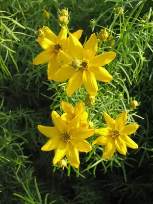Bild von Coreopsis verticillata Grandiflora
