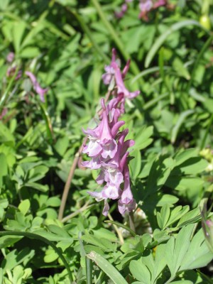 Bild von Corydalis cava