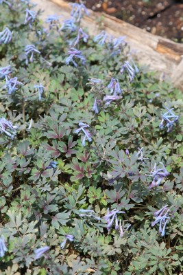 Bild von Corydalis flexuosa Purple Leaf