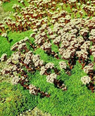 Bild von Crassula setulosa var. curta