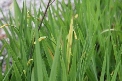 Bild von Crocosmia x-crocosmiflora Norwich Canary