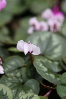 Bild von Cyclamen coum Album