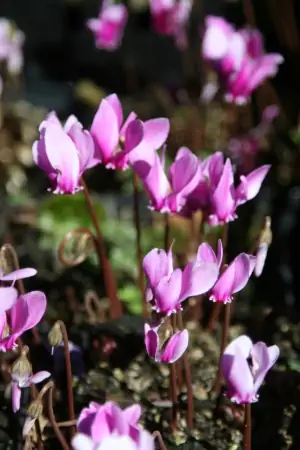 Bild von Cyclamen hederifolium Rosenteppich