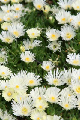 Bild von Delosperma congestum White Nugget