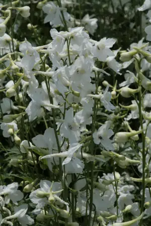 Bild von Delphinium x-belladonna Casa Blanca