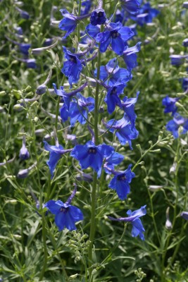 Bild von Delphinium x-belladonna Völkerfrieden