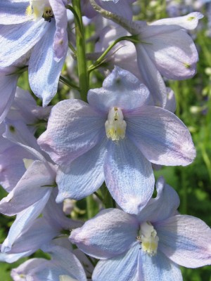 Bild von Delphinium x-elatum Ariel