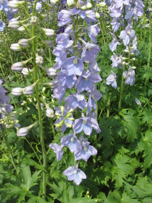 Bild von Delphinium x-elatum Augenweide