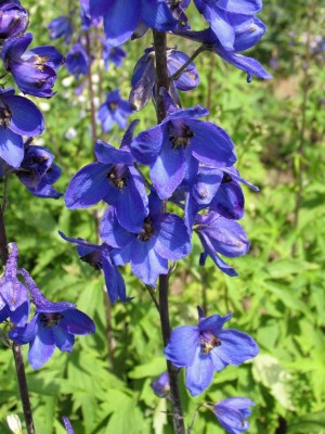 Bild von Delphinium x-elatum Finsteraarhorn