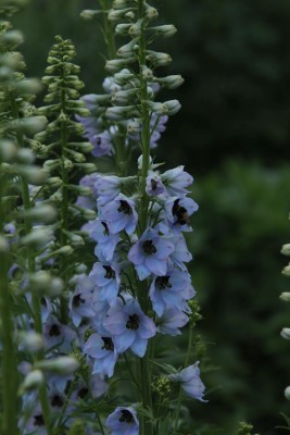 Bild von Delphinium x-elatum Frühschein