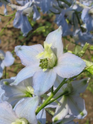 Bild von Delphinium x-elatum Gletscherwasser