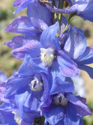 Bild von Delphinium x-elatum Morgenstrahl