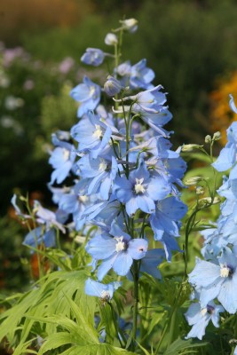 Bild von Delphinium x-elatum Rosenquarz