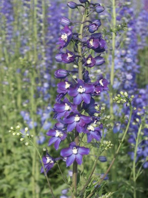 Bild von Delphinium x-elatum Schildknappe