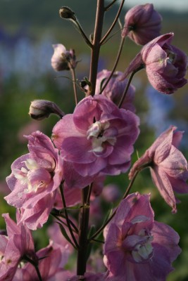 Bild von Delphinium x-elatum Strawb.-Fair