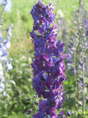 Bild von Delphinium x-elatum Tempelgong