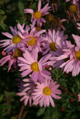 Bild von Arctanthemum arcticum Roseum