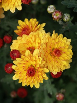 Bild von Chrysanthemum x-cult. Bienchen