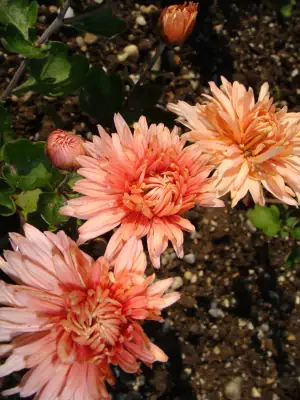 Bild von Chrysanthemum x-cult. Chamoise-Rose
