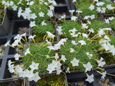 Bild von Dianthus gratianopolitanus La blanche Bourboule