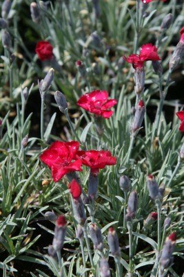 Bild von Dianthus gratianopolitanus Rubin