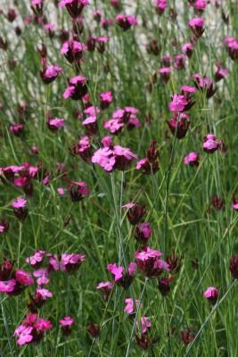 Bild von Dianthus carthusianorum