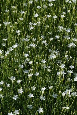 Bild von Dianthus deltoides Alba