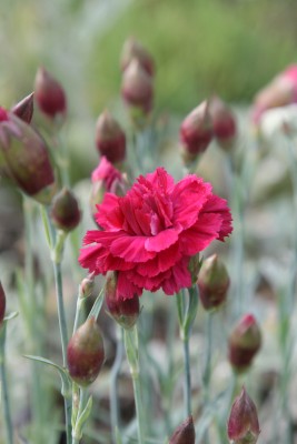 Bild von Dianthus plumarius Heidi