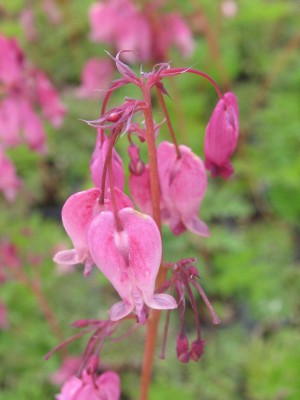 Bild von Dicentra formosa Luxuriant