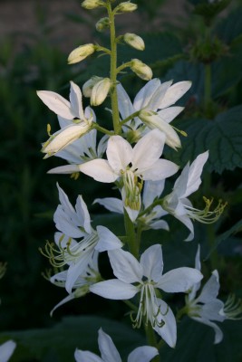 Bild von Dictamnus albus Albiflorus