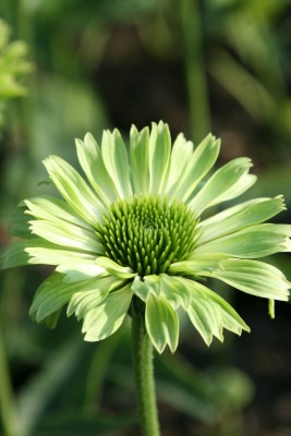 Bild von Echinacea purpurea Green Jewel