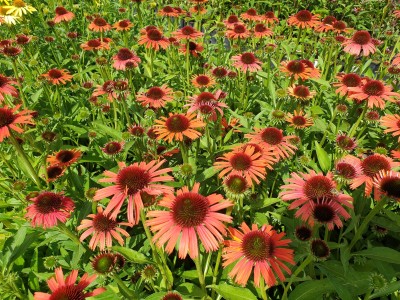 Bild von Echinacea x-cult. Orange Skipper