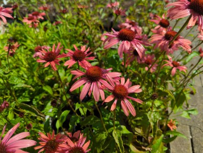 Bild von Echinacea x-cult. Sundown