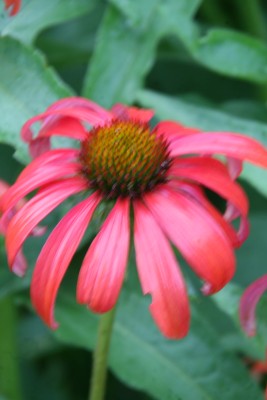 Bild von Echinacea x-cult. Tomato Soup