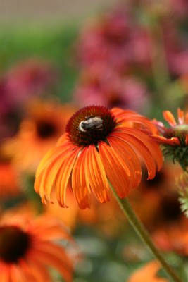 Bild von Echinacea x-cult. Tangerine Dream