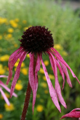 Bild von Echinacea pallida