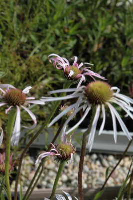 Bild von Echinacea pallida Hula Dancer