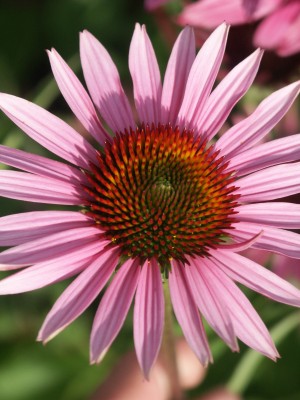 Bild von Echinacea purpurea