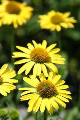 Bild von Echinacea purpurea Cleopatra